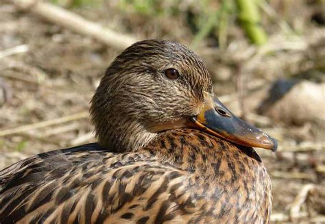 Rouen Duck Profile Facts Eggs Production Lifespan Bird Baron