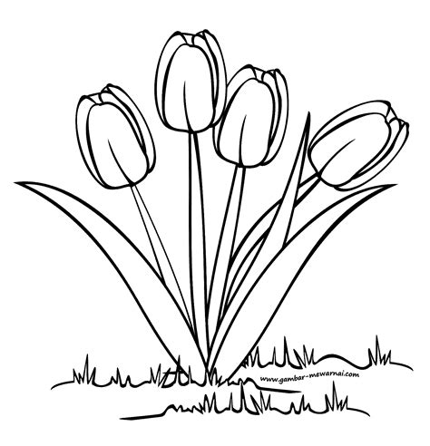 Ada sketsa gambar mewarnai bunga mawar, bunga matahari, dan juga bunga tulip serta beberapa bunga lainnya. Mewarnai Bunga Tulip - Contoh Gambar Mewarnai