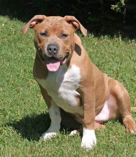 Finding a pitbull mastiff mix puppy. Pin on adorable puppies