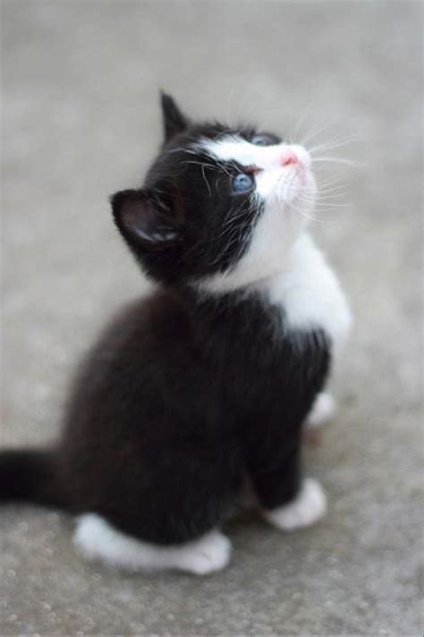Tuxedo Kitten Cats Kittens Cutest Cute Animals Cats