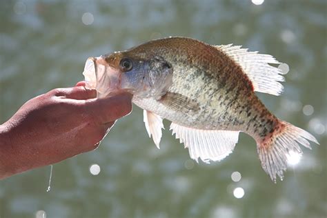 Scotia ohio oklahoma ontario oregon pennsylvania prince edward island quebec rhode island saskatchewan south carolina south dakota southern. 2017 Georgia Fishing Forecast - Game & Fish
