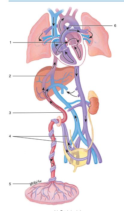 Fetal Circulation Diagram Quizlet