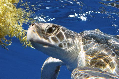 10 Tremendous Turtle Facts Noaa Fisheries