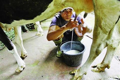 Why We Drink Cows Milk Cow Milk Drinks