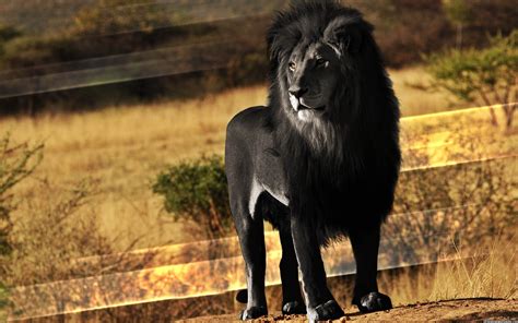 Black Lion Black Lion Animals Animals Beautiful