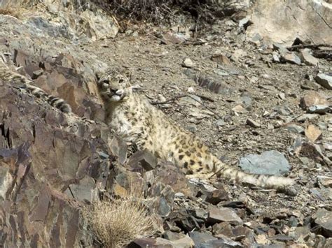 India Snow Leopard Tracking And Golden Triangle Responsible Travel