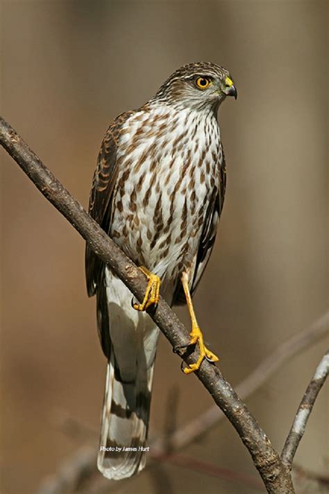 Sharp Shinned Hawk State Of Tennessee Wildlife Resources Agency