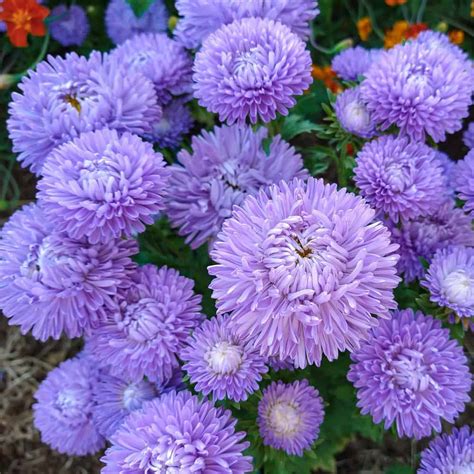 Aster Lady Coral Light Blue Organic Adaptive Seeds
