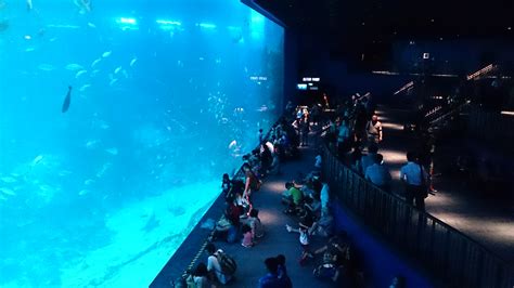 Filesea Aquarium Singapore Wikimedia Commons