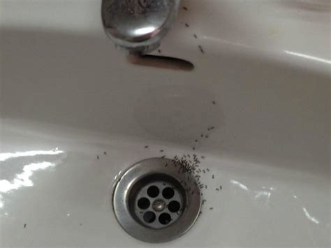 In these page, we also have variety of images available. These were the ants in my hotel room bathroom sink ...