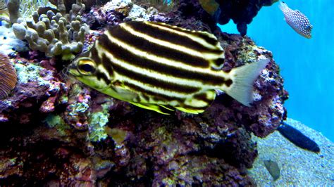 Hawaii Bottom Fish Species