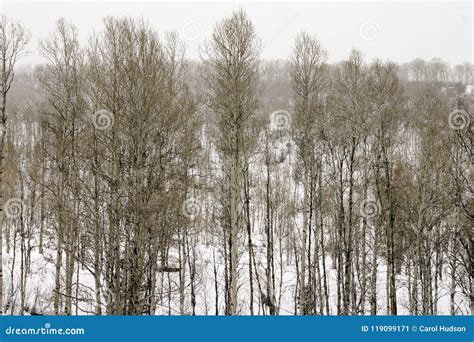 Aspen Trees In The Winter Snow In Colorado Stock Image Image Of Snow