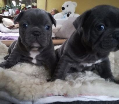 English bulldog youthful puppies from little degree raisers are presumably going to cost some place in the scope of $1,500 and $4,000. French Bulldog puppy for sale in MIAMI, FL. ADN-70865 on PuppyFinder.com Gender: Female. Age: 9 ...
