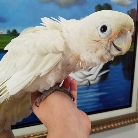 This is sassy paco my goffin cockatoo. Goffin Cockatoo #129003 for sale in East Stroudsburg , PA