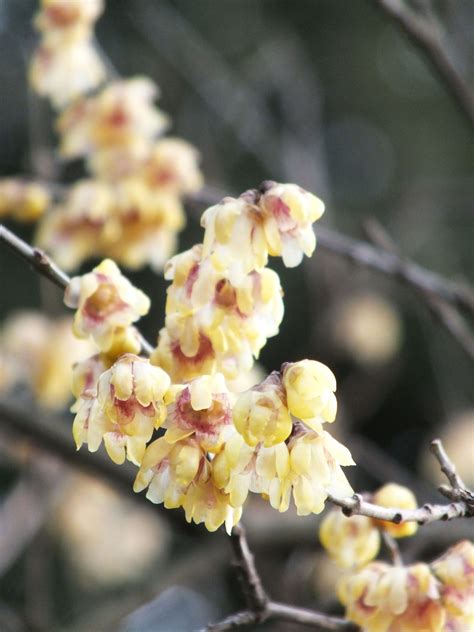 Winter Sweet Chimonanthus Praecox Grandiflorus Winter Garden