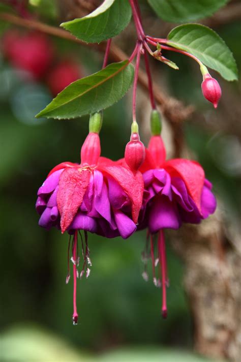 Ftd®, a premier provider of beautiful floral arrangements & flower bouquets since 1910. List of Flower Names | HubPages
