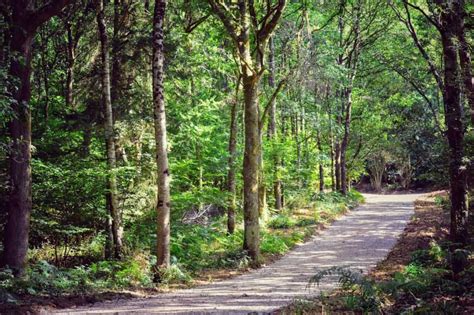 Forest Of Dean Hikes For Beginners The Wyndham