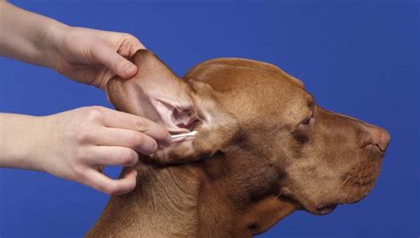How to clean inside dogs ears. The Importance of Cleaning Dog's Ears - Top Dog Tips