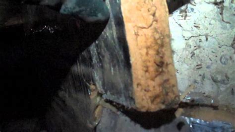 Termites In Crawl Space Youtube