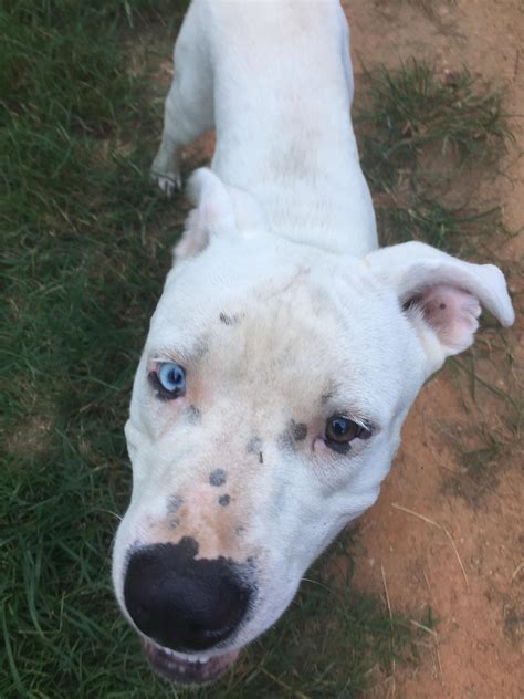 Aug 17, 2021 · genes that limit cat coloration result in blue eyes. This white dog (unsure of breed) has a blue eye with a spot of brown and a brown eye ...