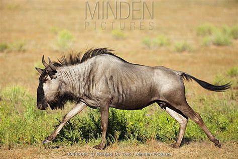 Minden Pictures Blue Wildebeest Connochaetes Taurinus Female