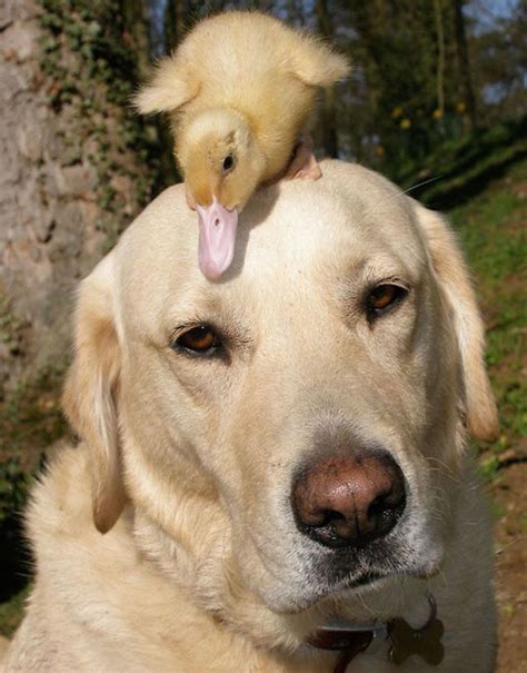 15 Unusual Animal Friendships That Will Melt Your Heart Unusual Animal