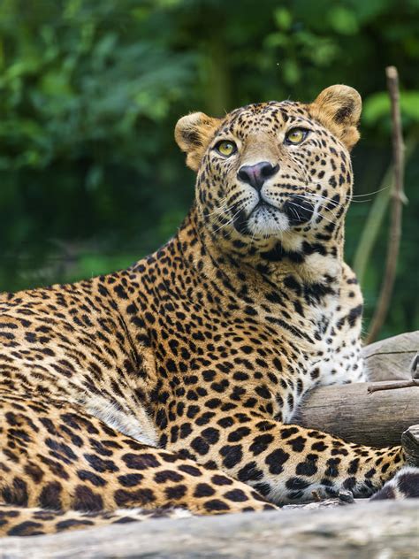 Sri Lanka Leopard Looking Up A Cute Sri Lankan Leopard Lyi Flickr