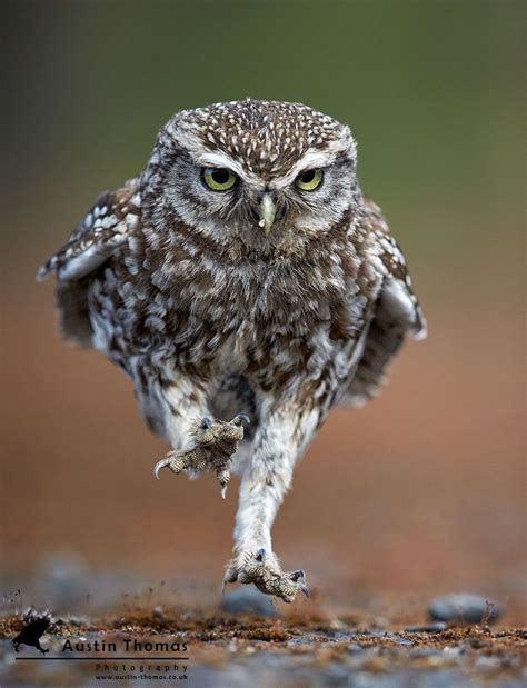 In A Determined Mood Owl Animals Owl Photos