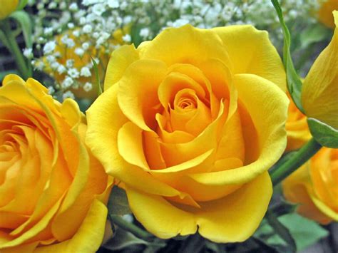 Download Flowers For Flower Lovers Rose Flower Desktop Wallpapers