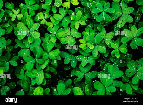 Four Clovers Hi Res Stock Photography And Images Alamy