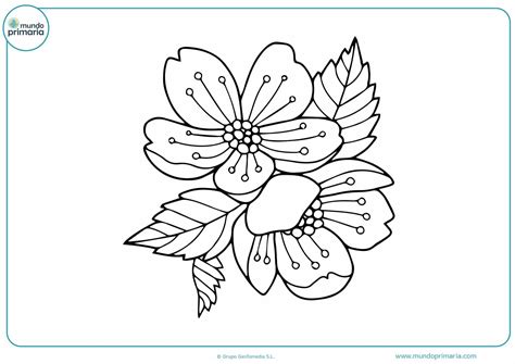 Dibujos De Flores Para Colorear Bonitas Y Fáciles De Pintar