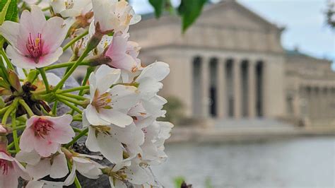Jackson Park Cherry Blossoms Chicago Park District