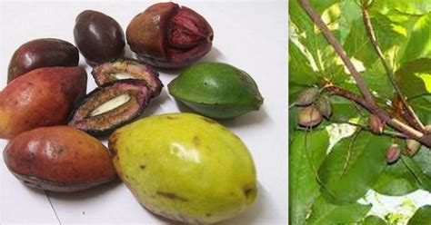 you probably didn t know the names of these popular nigerian fruits pulse nigeria