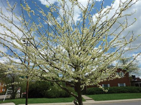 As spring approaches it is time to access the garden and plan for the upcoming season. Small Spring-Flowering Trees | Missouri Gardener Web Articles