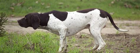 Pointer Breed Guide Learn About The Pointer