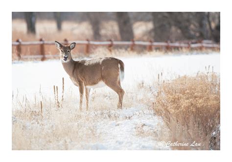 A Funny Looking Deer Photograph Digital Download Fine Art Photography