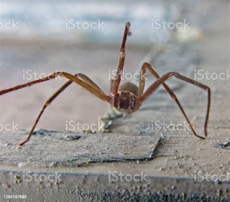Brown Recluse Spider Stock Photo Download Image Now Animal Animal