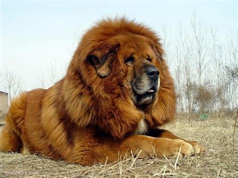 10 Dogs Developed From Tibetan Mastiff Hubpages