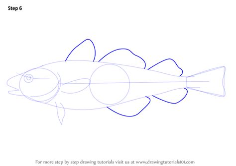 How To Draw An Atlantic Cod Fishes Step By Step