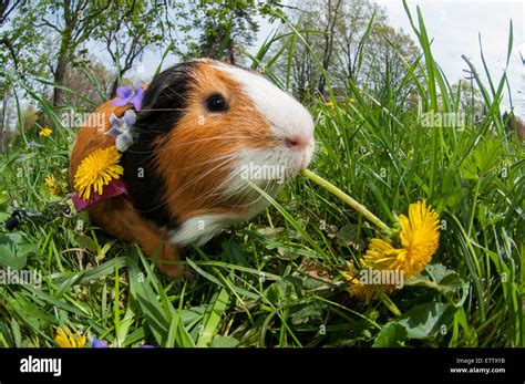 Guinea Pig Stock Photo Alamy