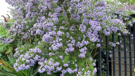 Hardy perennials are those that can take a freeze and come back for at least three seasons. Shrubs for Part Shade and Full Shade Areas