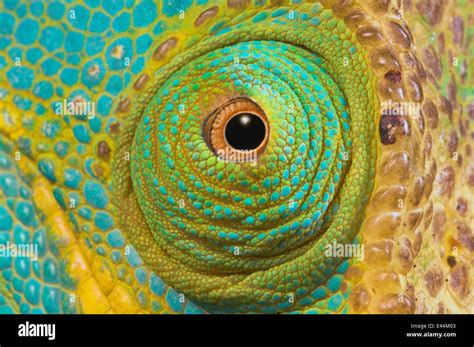 Male Parsons Chameleon Chamaeleo Parsoni Close Up Of Eye Ranomafana