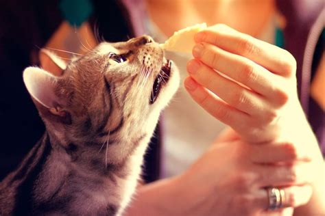 Foto Bolehkah Kucing Makan Keju Ini Penjelasannya