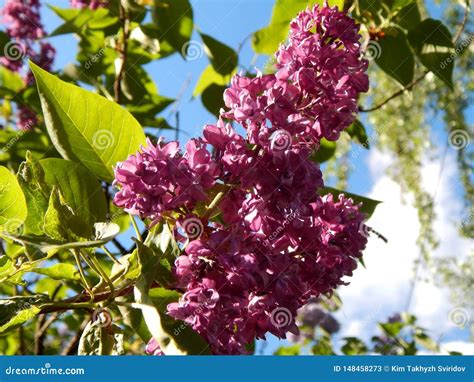 Spring Flowers Of Lilac On A Branch Of A Bush Stock Image Image Of