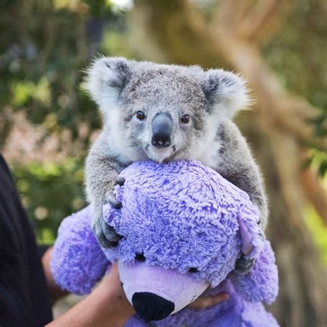 Adorable Baby Koala On Instagram 🐨🌿😍😍 Tag A Friend Who Loves Koalas