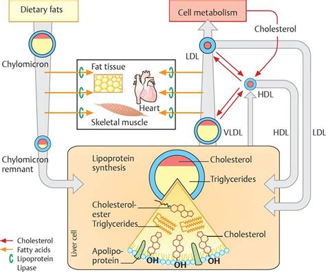 Antihyperlipidemic Drugs Pharmacology An Illustrated Review