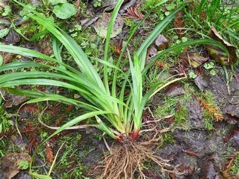 Carex Pendula Profile California Invasive Plant Council