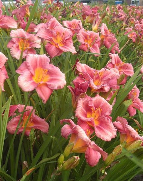 Daylily Hemerocallis Rosy Returns From Growing Colors