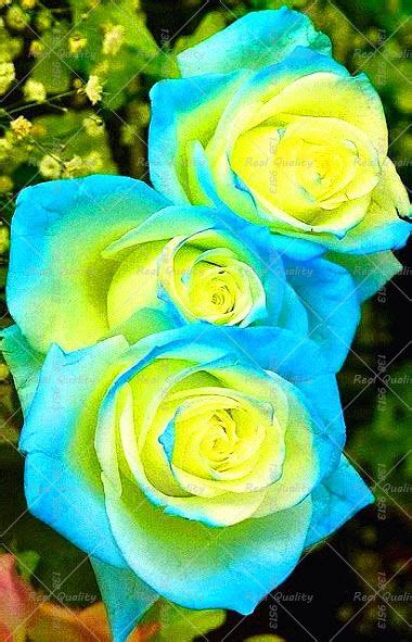 100pcsbag Rare Blue Rose Seed Flowers Seeds Lover Blue Seeds Home