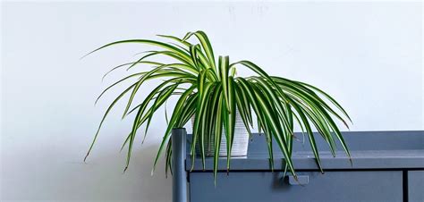 13 Best Houseplants With Long Thin Leaves With Pictures